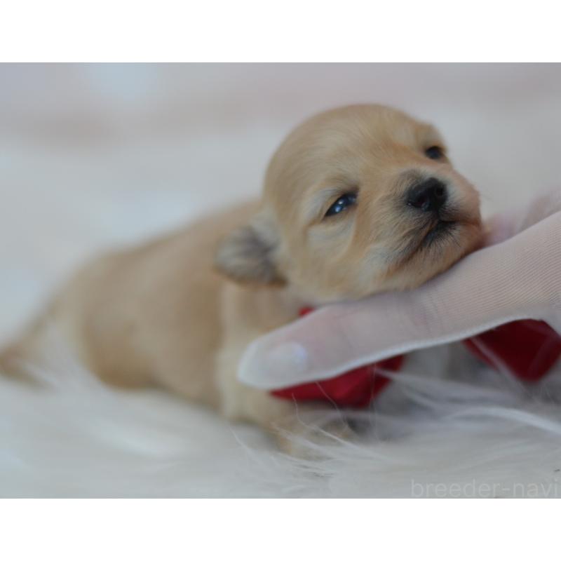 販売中の埼玉県のミックス犬-433481の8枚目