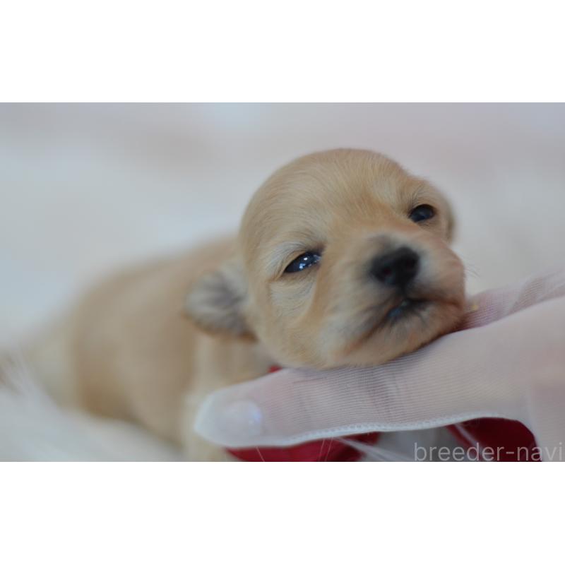 販売中の埼玉県のミックス犬-433481の7枚目