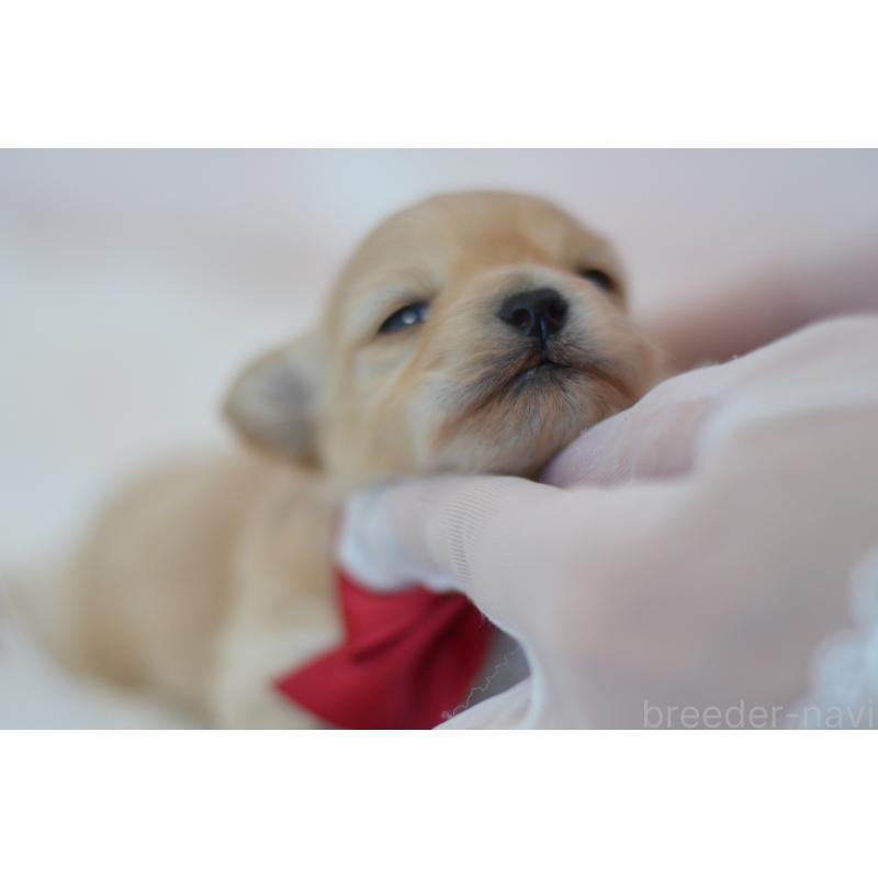 販売中の埼玉県のミックス犬-433481の6枚目