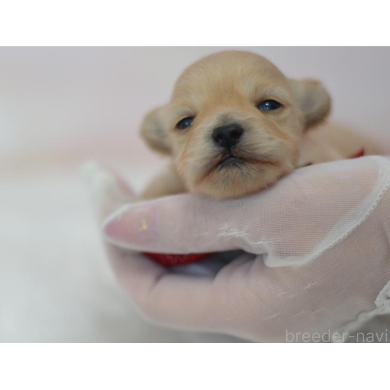 販売中の埼玉県のミックス犬-433481の5枚目