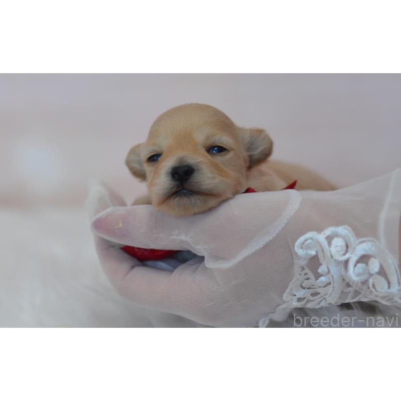 販売中の埼玉県のミックス犬-433481の4枚目