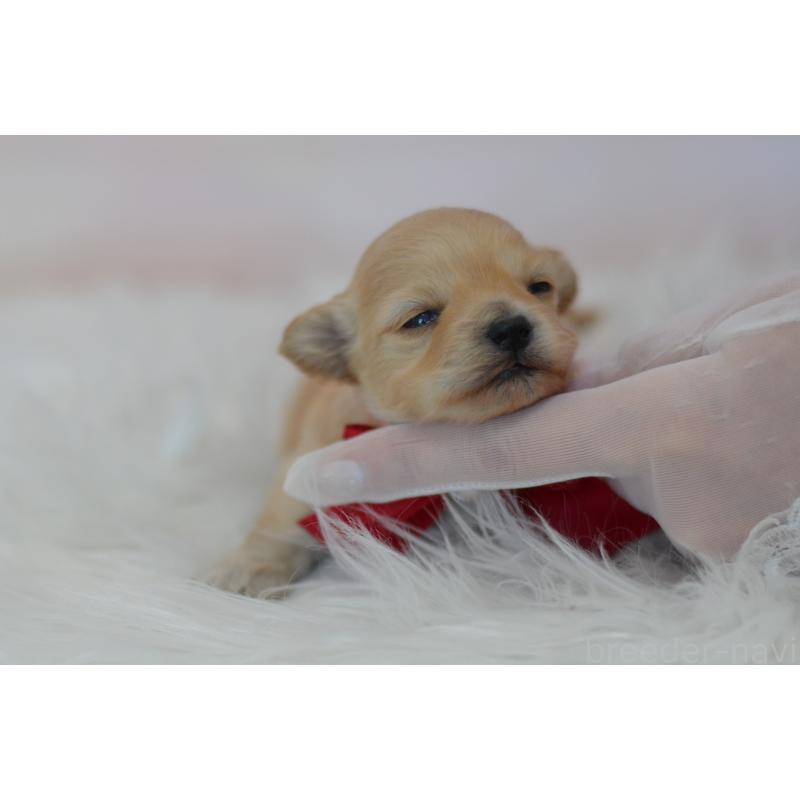 販売中の埼玉県のミックス犬-433481の3枚目