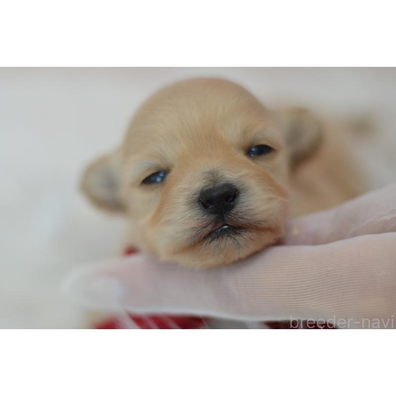 販売中の埼玉県のミックス犬-433481の2枚目