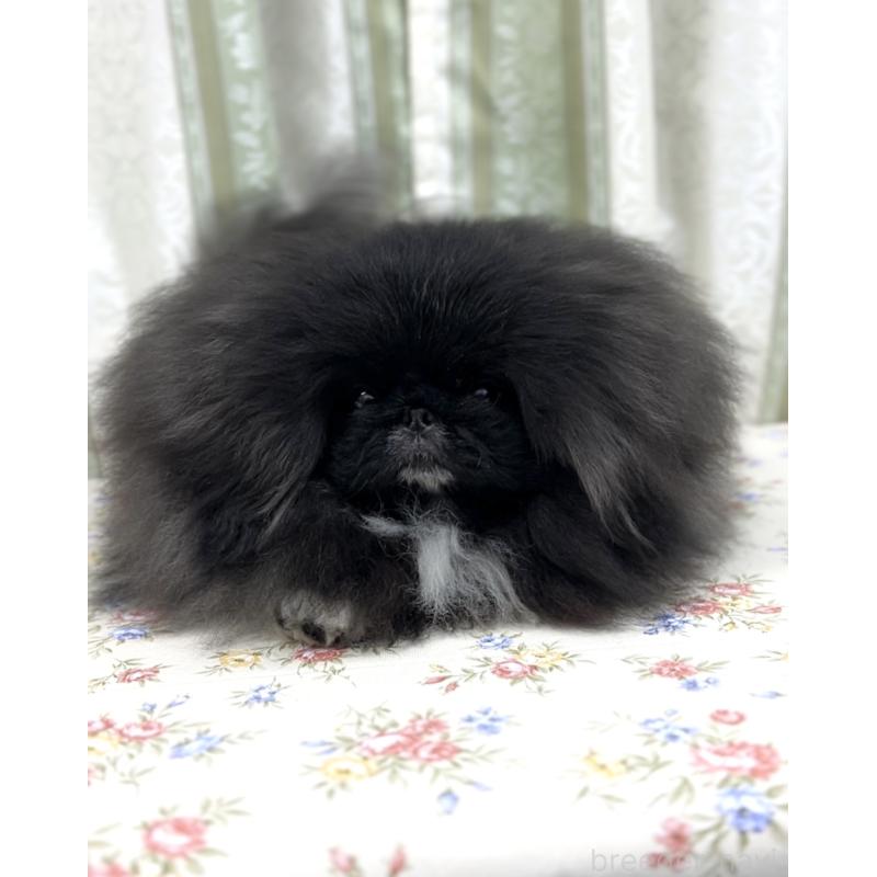 販売中の北海道のペキニーズ-421048の4枚目