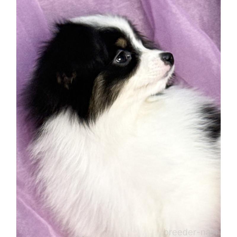 販売中の三重県のパピヨン-433482の10枚目