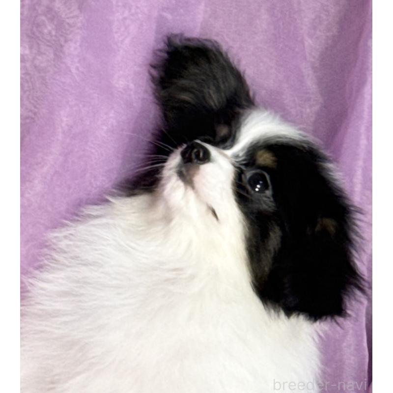 販売中の三重県のパピヨン-433482の9枚目