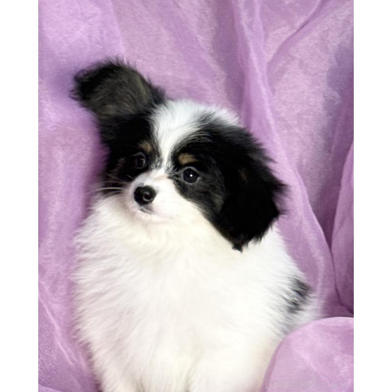 販売中の三重県のパピヨン-433482の8枚目