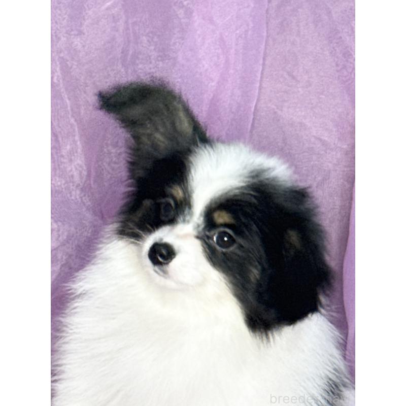 販売中の三重県のパピヨン-433482の7枚目