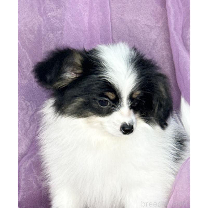 販売中の三重県のパピヨン-433482の6枚目