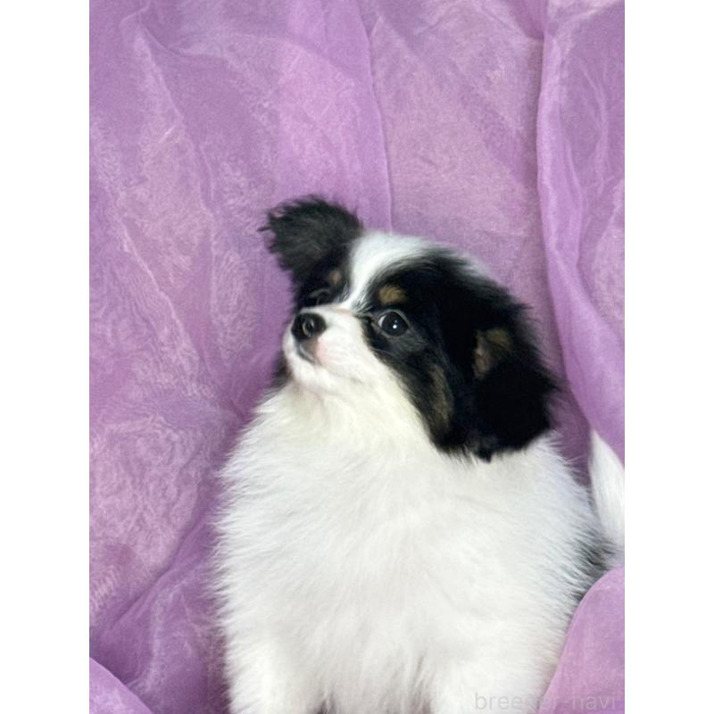 販売中の三重県のパピヨン-433482の5枚目