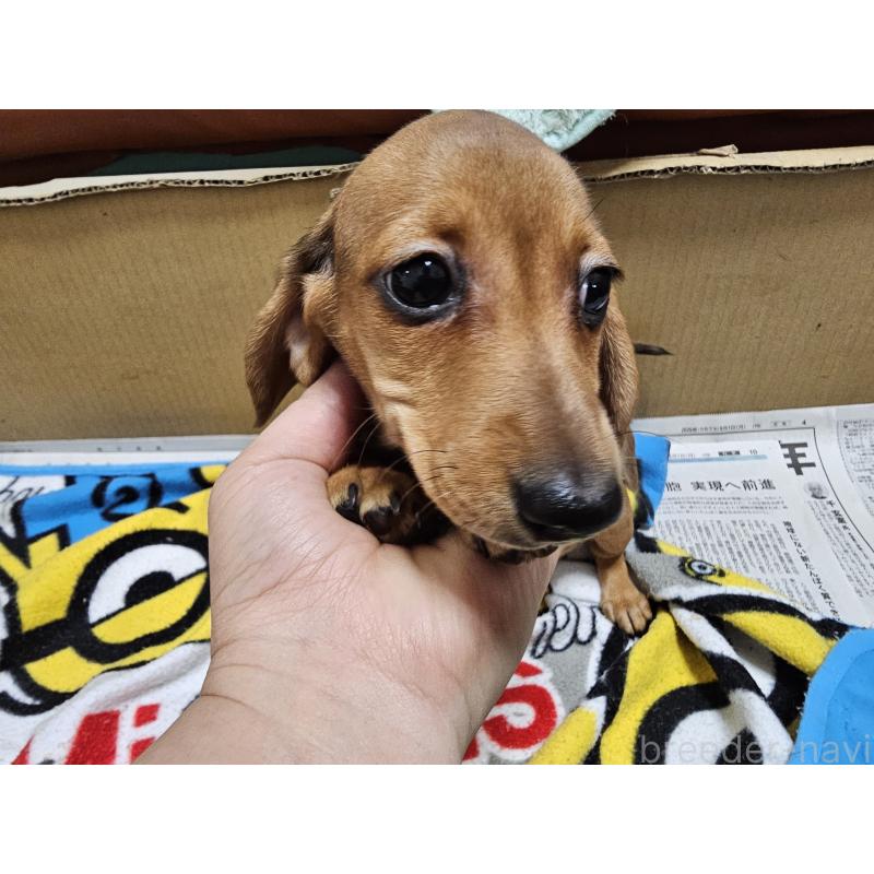 販売中の愛知県のミニチュアダックスフンド(スムースヘアード)-428107の9枚目