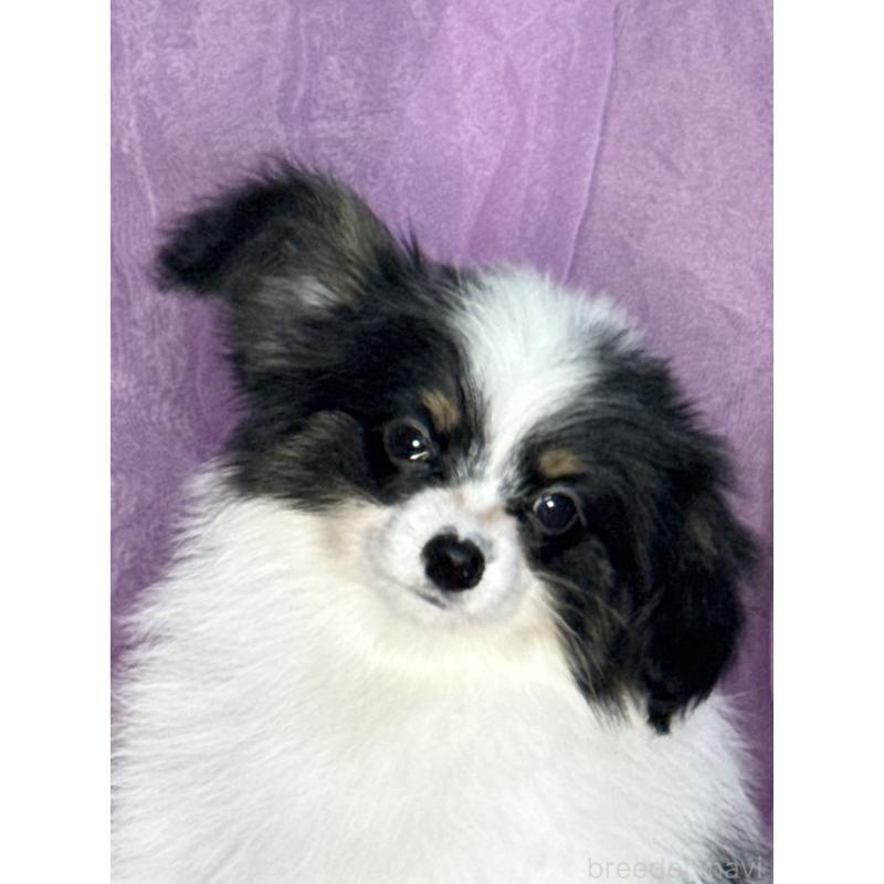 販売中の三重県のパピヨン-433482