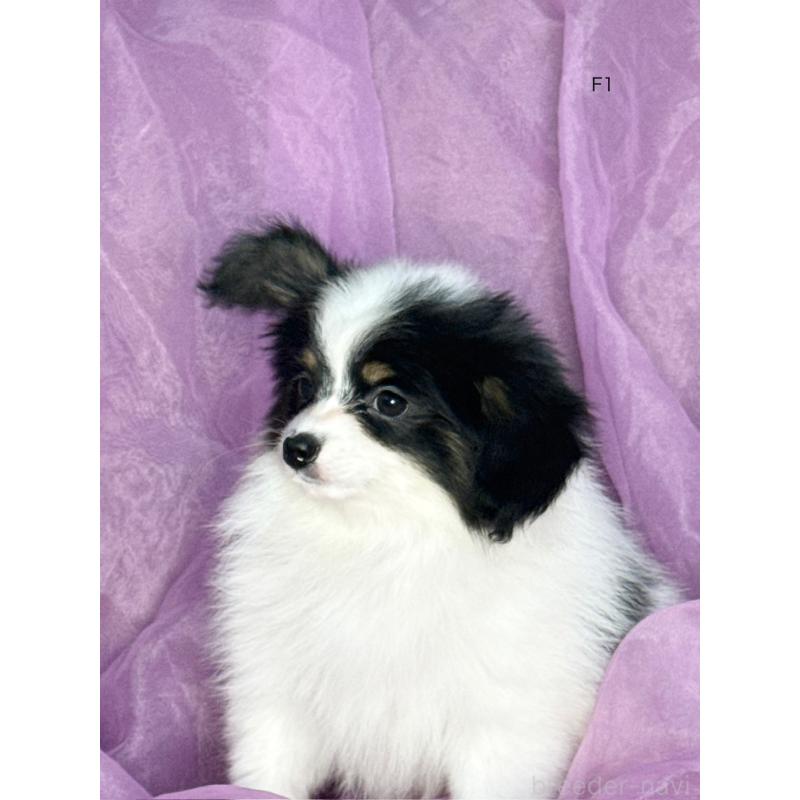 販売中の三重県のパピヨン-433482の3枚目