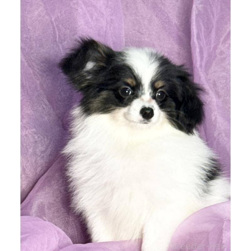 販売中の三重県のパピヨン-433482の4枚目