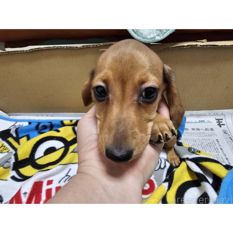 販売中の愛知県のミニチュアダックスフンド(スムースヘアード)-428107の8枚目