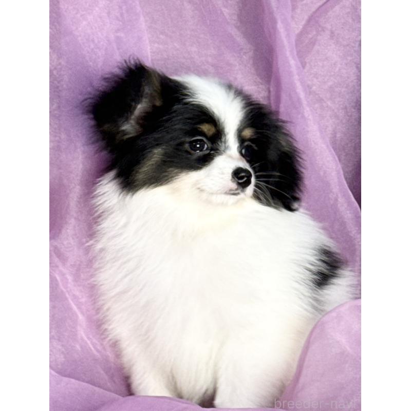 販売中の三重県のパピヨン-433482の2枚目