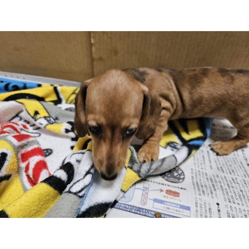 販売中の愛知県のミニチュアダックスフンド(スムースヘアード)-428107の7枚目