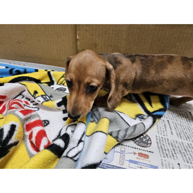 販売中の愛知県のミニチュアダックスフンド(スムースヘアード)-428107の6枚目