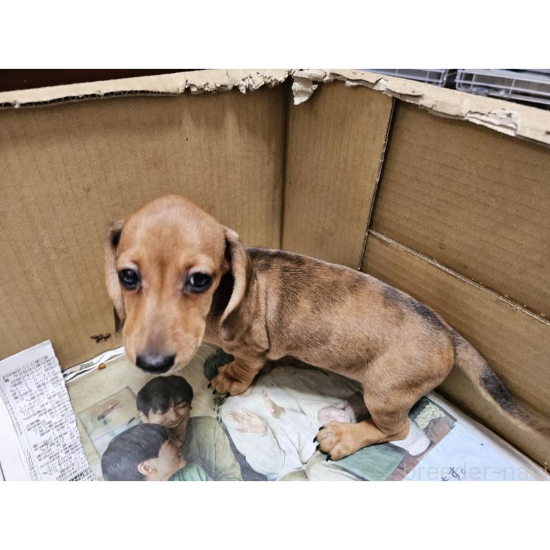 販売中の愛知県のミニチュアダックスフンド(スムースヘアード)-428107の5枚目