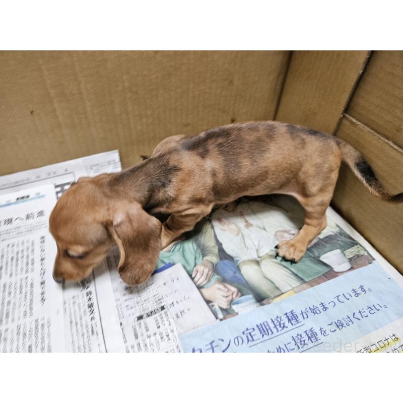 販売中の愛知県のミニチュアダックスフンド(スムースヘアード)-428107の4枚目