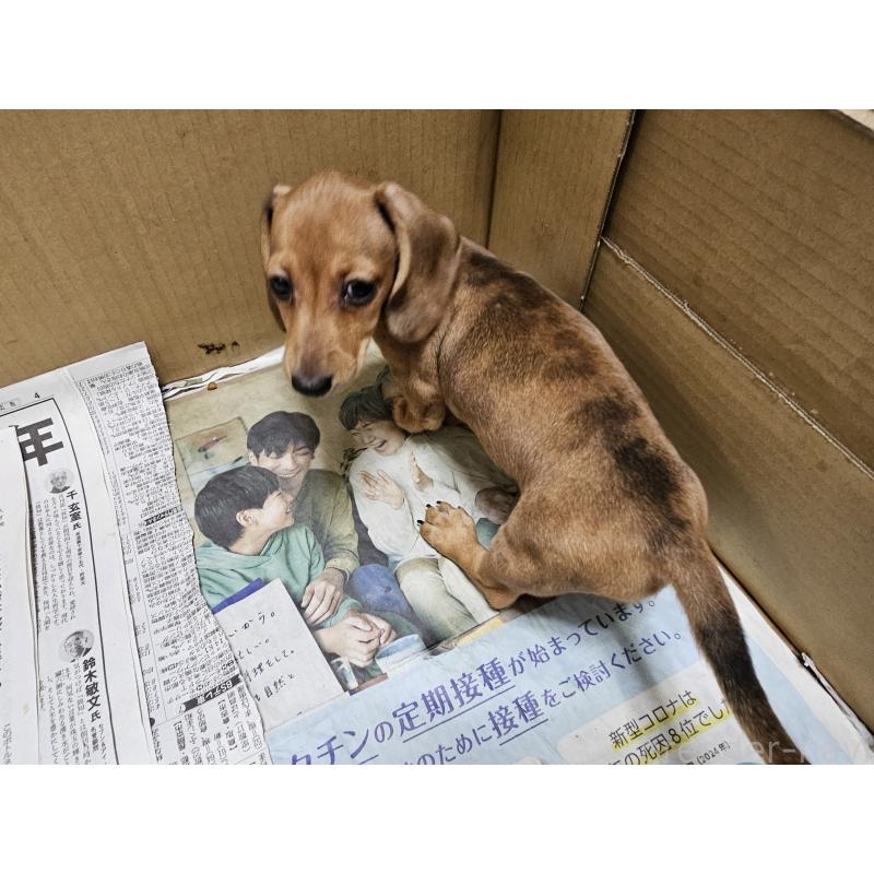 販売中の愛知県のミニチュアダックスフンド(スムースヘアード)-428107の3枚目