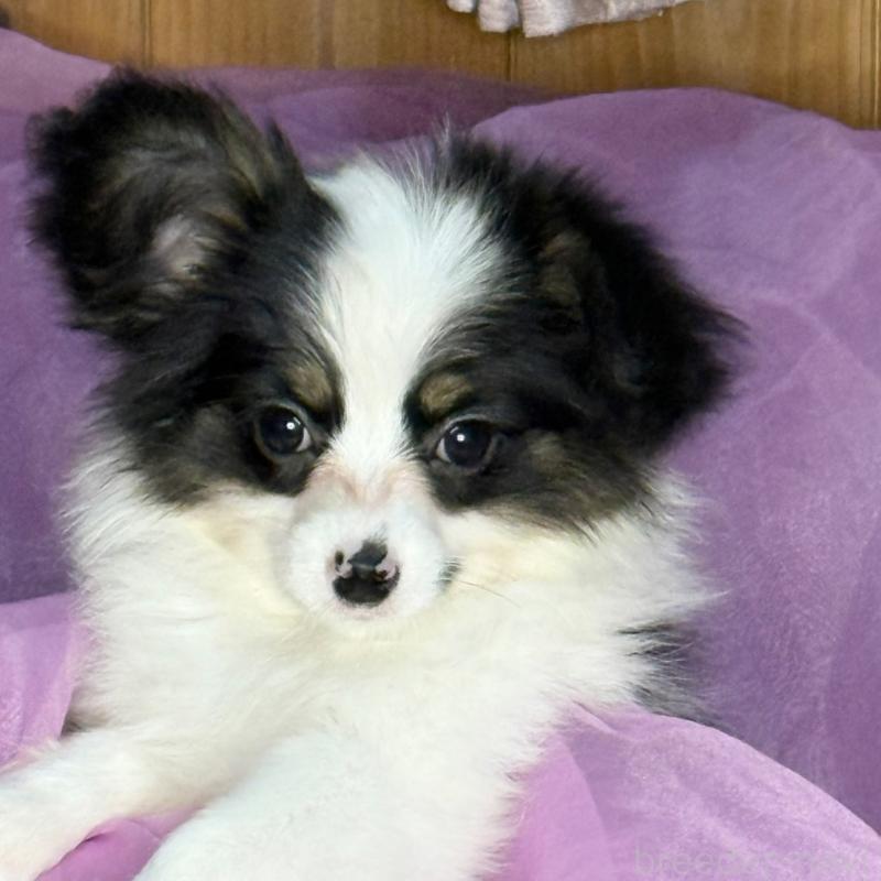 販売中の三重県のパピヨン-433484の10枚目