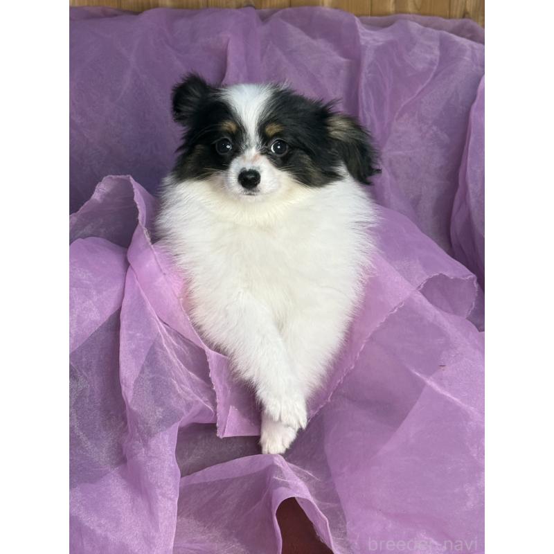 販売中の三重県のパピヨン-433484の9枚目