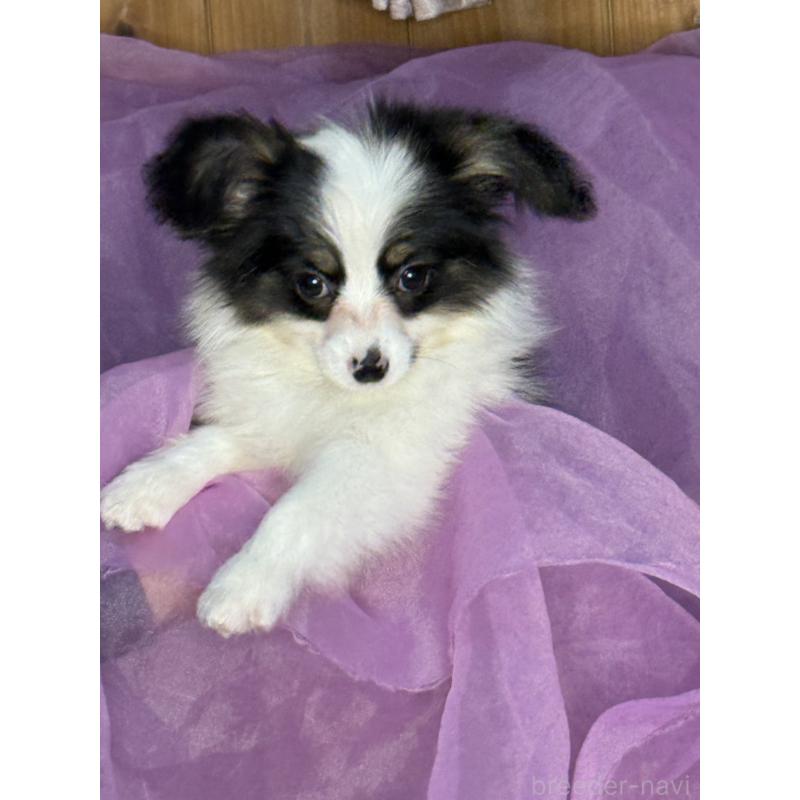 販売中の三重県のパピヨン-433484の8枚目