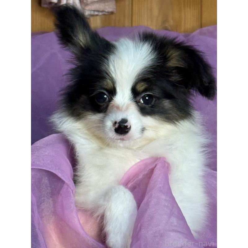 販売中の三重県のパピヨン-433484の7枚目