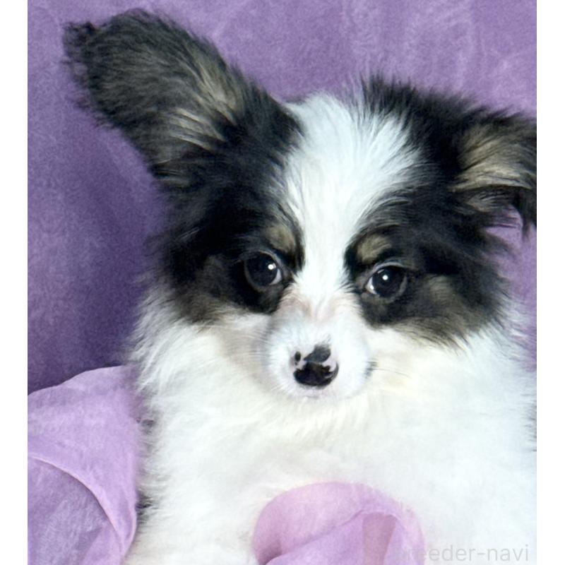 販売中の三重県のパピヨン-433484の6枚目