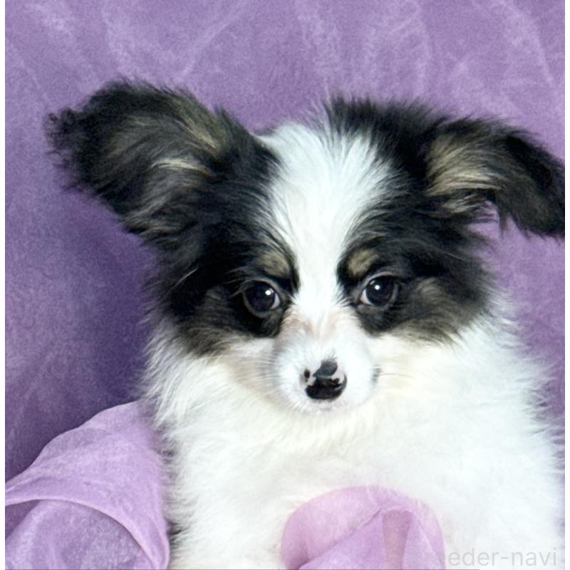 販売中の三重県のパピヨン-433484の5枚目