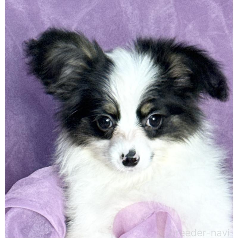 販売中の三重県のパピヨン-433484