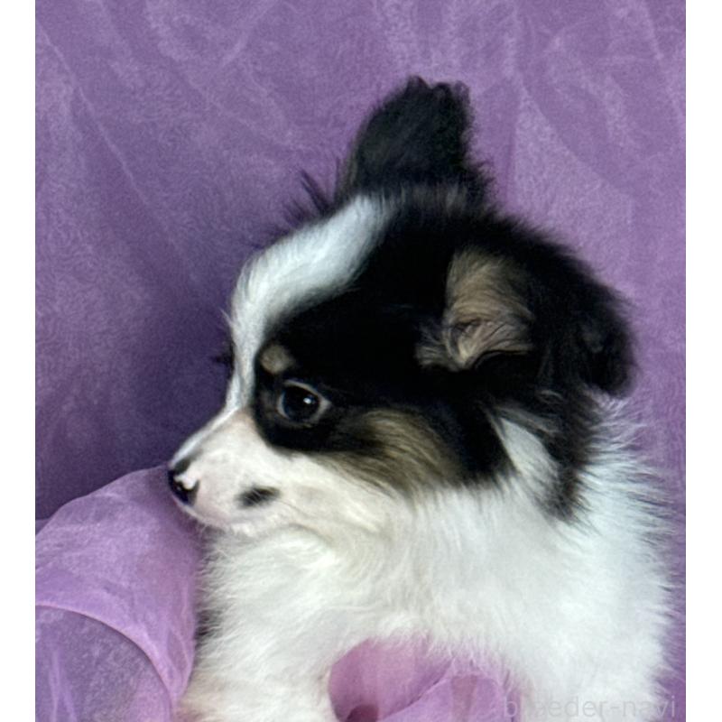 販売中の三重県のパピヨン-433484の4枚目