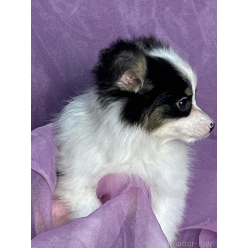 販売中の三重県のパピヨン-433484の3枚目