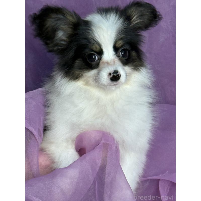 販売中の三重県のパピヨン-433484の2枚目