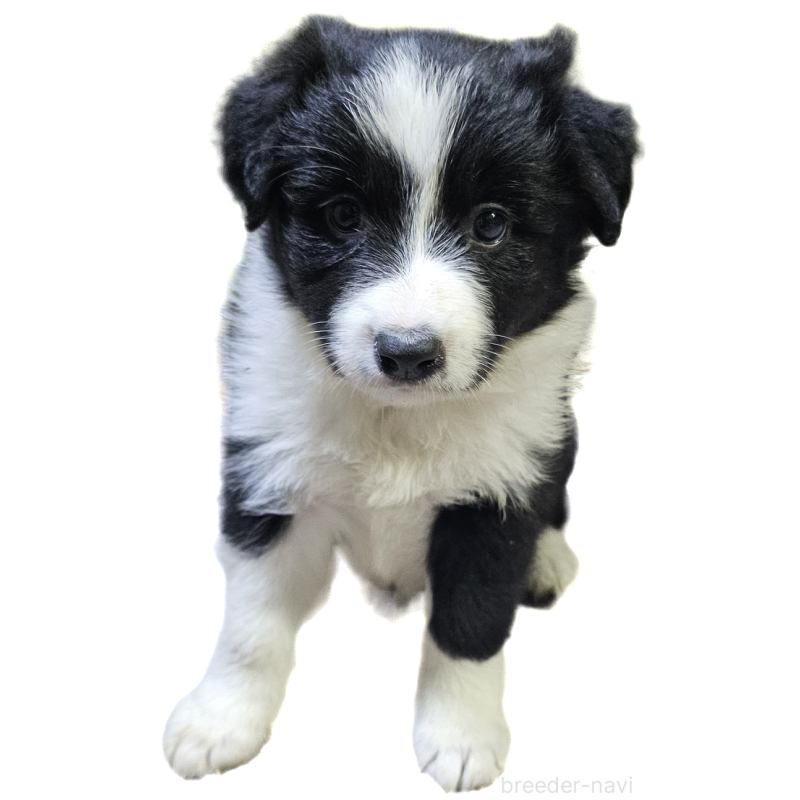 販売中の岩手県のボーダーコリー-427722