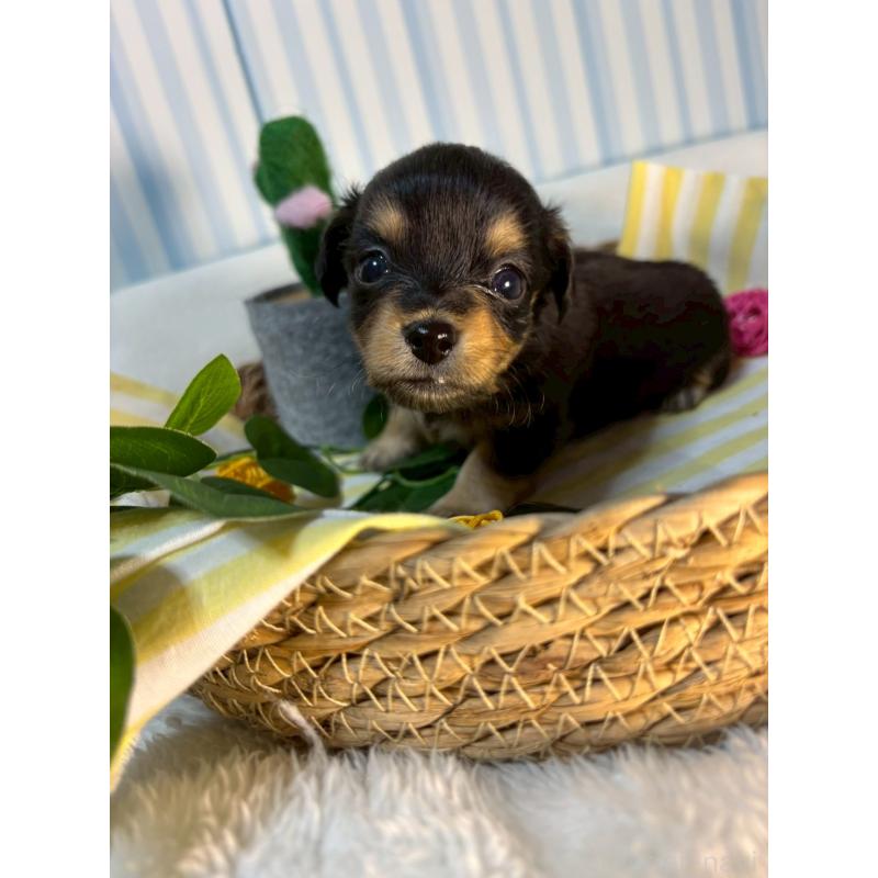 販売中の神奈川県のチワックス:チワワ×ミニチュアダックスフンド-433485