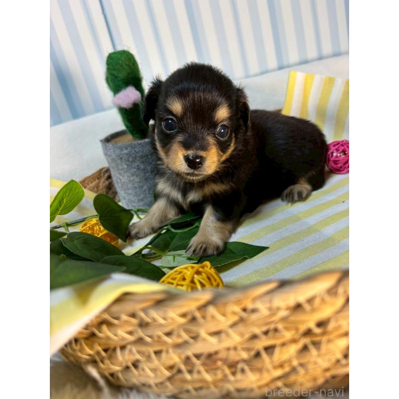 販売中の神奈川県のチワックス:チワワ×ミニチュアダックスフンド-433485の5枚目