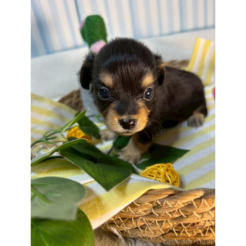 販売中の神奈川県のチワックス:チワワ×ミニチュアダックスフンド-433485の2枚目