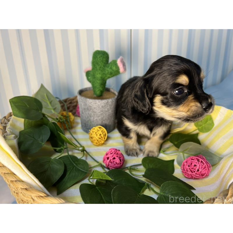 販売中の神奈川県のチワックス:チワワ×ミニチュアダックスフンド-433487