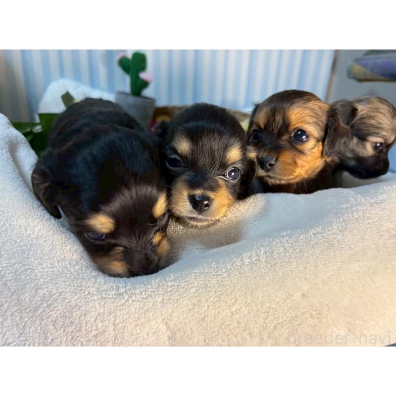 販売中の神奈川県のチワックス:チワワ×ミニチュアダックスフンド-433487の5枚目