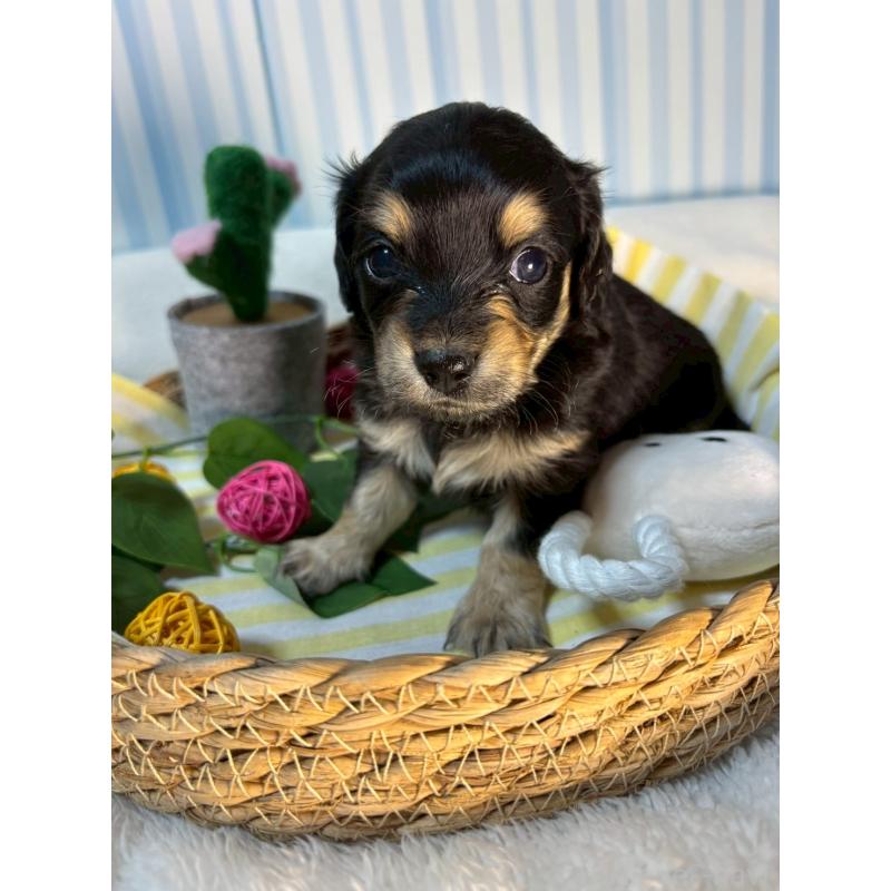 販売中の神奈川県のチワックス:チワワ×ミニチュアダックスフンド-433487の4枚目