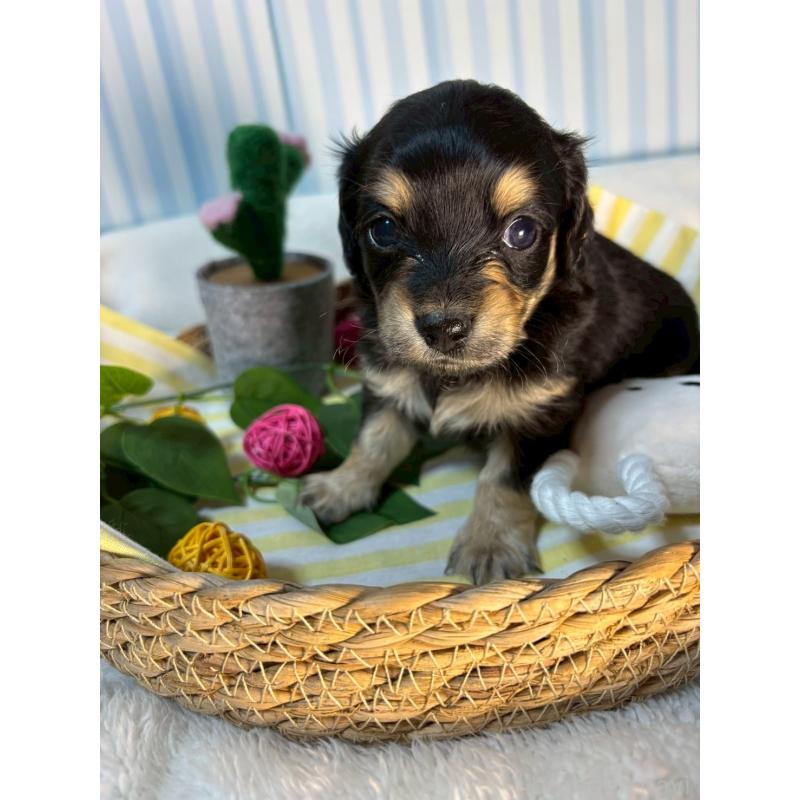 販売中の神奈川県のチワックス:チワワ×ミニチュアダックスフンド-433487の3枚目