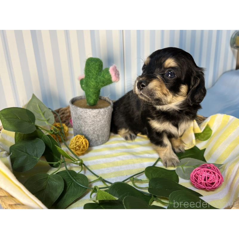 販売中の神奈川県のチワックス:チワワ×ミニチュアダックスフンド-433487の2枚目