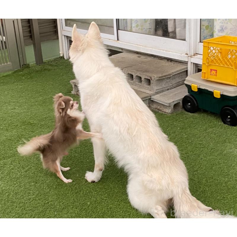 販売中の三重県のチワワ(ロングコート)-425514の2枚目