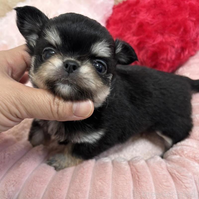 販売中の兵庫県のチワワ(ロングコート)-433488の4枚目