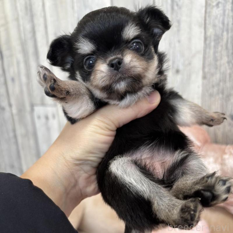 販売中の兵庫県のチワワ(ロングコート)-433488の3枚目