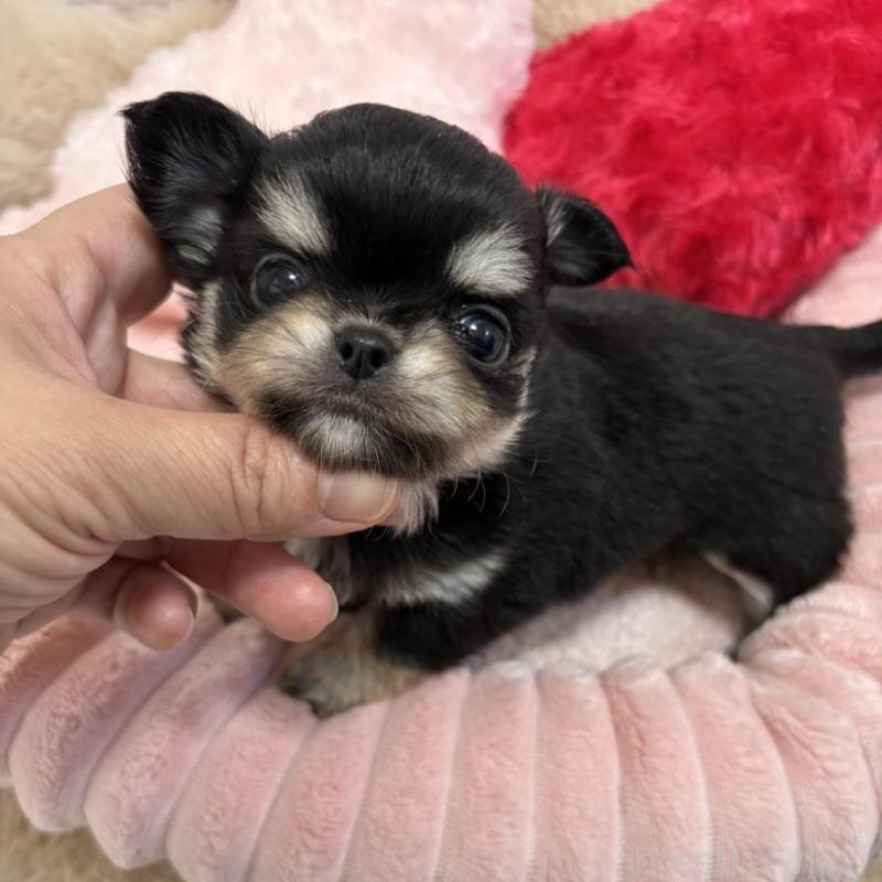 販売中の兵庫県のチワワ(ロングコート)-433488の2枚目