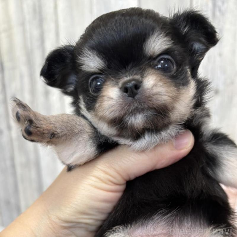 販売中の兵庫県のチワワ(ロングコート)-433488の1枚目