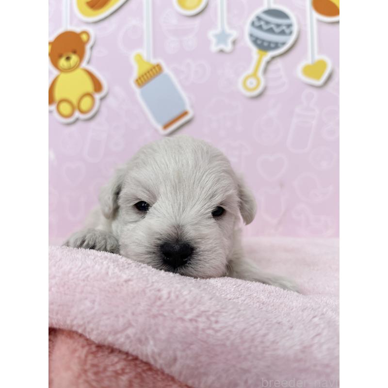 販売中の東京都のミックス犬-433497の5枚目